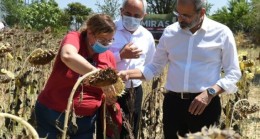 TARSUS Belediye Başkanı Dr. Haluk BOZDOĞAN; Toprakla Buluşturduğu Yerli AYÇİÇEĞİ Hasadını Başlattı