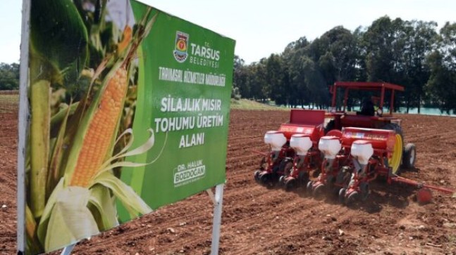 TARSUS Belediyesi Arazilerine, Kamuoyu Yararına SİLAJLIK MISIR Ekildi