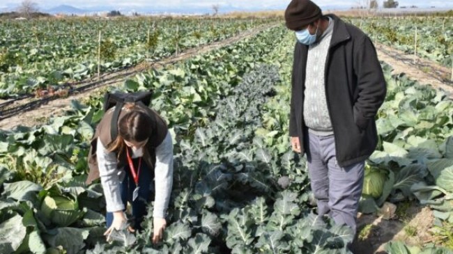 TARSUS Belediyesinin ÇİFTÇİLERE ÜCRETSİZ Dağıttığı FİDELER Meyve Vermeye Başladı