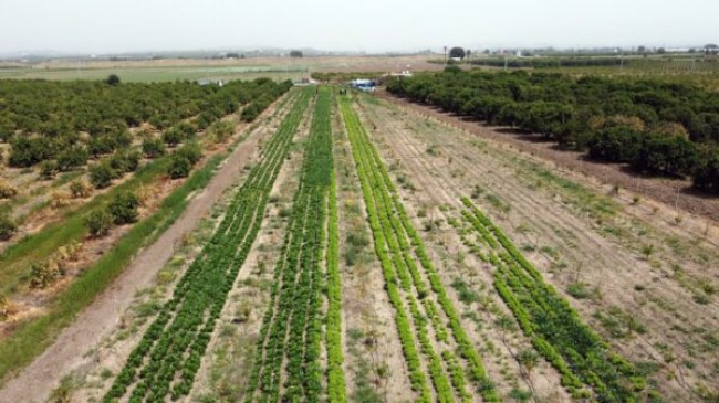 TARSUS Belediyesi 20 BİN Marul Fidesini HASAT Halinde Yetiştirdi