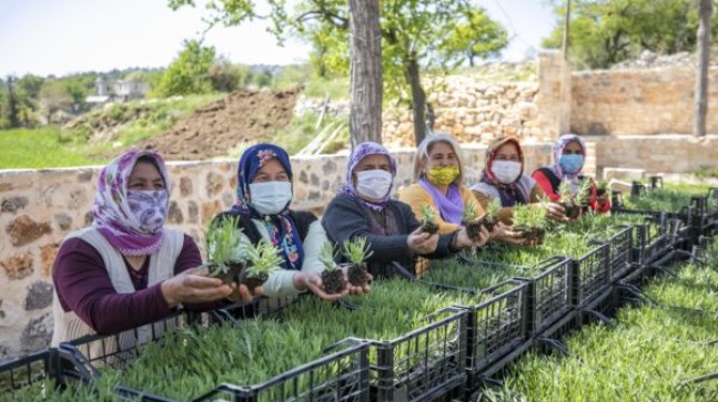 MERSİN BÜYÜKŞEHİR, ÜRETİCİNİN TALEBİNİ YANITSIZ BIRAKMIYOR  BÜYÜKŞEHİR, SİLİFKELİ ÜRETİCİLERE 40 BİN LAVANTA FİDESİ ve 990 ALIÇ FİDANI DAĞITTI