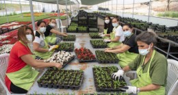 MERSİN Büyükşehir Bünyesinde 60 Yaşınsan Sonra Sigortalı Olabilen Kadınlar 2 Milyon Daha Çiçek Yetiştirdi