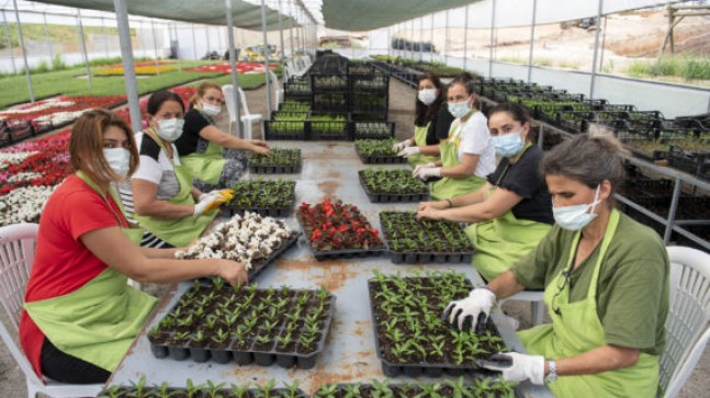MERSİN Büyükşehir Bünyesinde 60 Yaşınsan Sonra Sigortalı Olabilen Kadınlar 2 Milyon Daha Çiçek Yetiştirdi