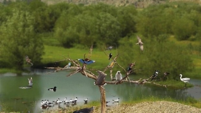ÇUKUROVA’da Osmaniye-Kırmıtlı Kuş Cenneti’ne Sahip Çık!