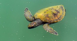 MERSİN Büyükşehirle DENİZ TEMİZLENDİ, DENİZ KAPLUMBAĞASI ve DENİZİN ALTI Yeniden Görülmeye Başladı