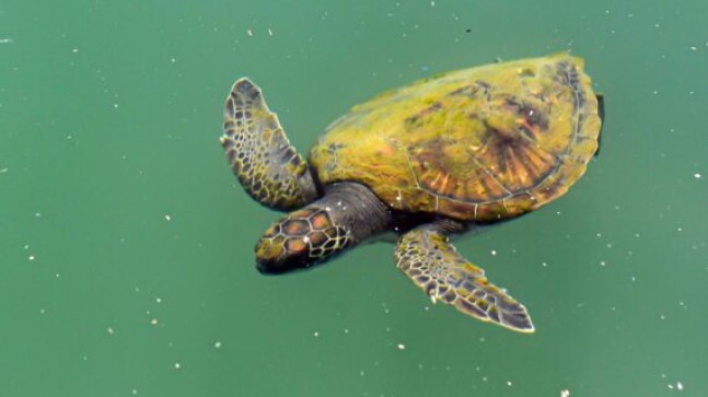 MERSİN Büyükşehirle DENİZ TEMİZLENDİ, DENİZ KAPLUMBAĞASI ve DENİZİN ALTI Yeniden Görülmeye Başladı