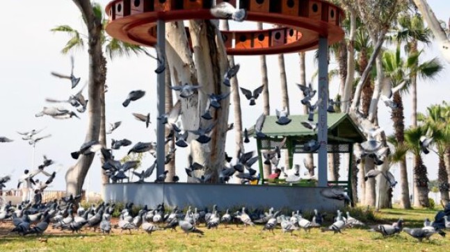 MERSİN Büyükşehir’den Doğa Harikası KUŞLARA Konforlu Evler – KUŞLAR Evsiz, Aç ve Susuz Kalmayacak