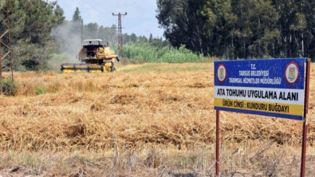 TARSUS Belediye Başkanı Dr. Haluk BOZDOĞAN’ın MİRAS ATA TOHUMU Projesi Kapsamında 7 Dönüm Arazide 3 TON Kunduru Buğdayı Hasat Edildi