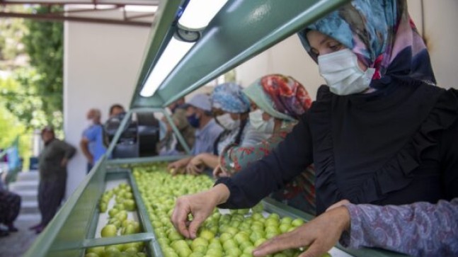 MERSİN Büyükşehir Belediyesi ERİK CENNETİ MUT’a ERİK BOYLAMA Makinesi Hibe Etti