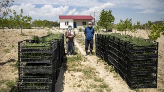 MERSİN Büyükşehir Eliyle KIRAÇ TOPRAKLAR Tarıma Kazandırıldı, LAVANTA Fideleriyle Topraklar Renklenecek