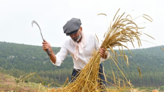 TARSUS Belediye Başkanı Dr. Haluk BOZDOĞAN; KUNDURU BUĞDAYININ SON HASADINI YAPTI