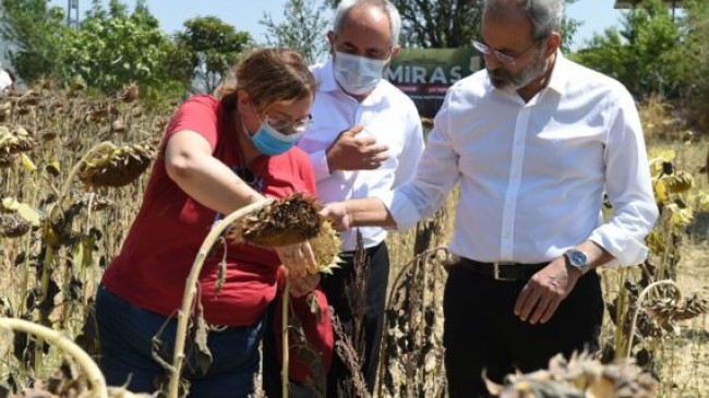 TARSUS Belediye Başkanı Dr. Haluk BOZDOĞAN; Toprakla Buluşturduğu Yerli AYÇİÇEĞİ Hasadını Başlattı