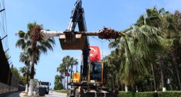 MERSİN Büyükşehir BİSİKLET YOLU Üzerindeki PALMİYE Ağaçlarını Söküp, 34. ve 36. Caddeye Dikti