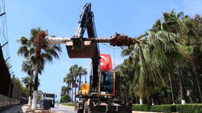MERSİN Büyükşehir BİSİKLET YOLU Üzerindeki PALMİYE Ağaçlarını Söküp, 34. ve 36. Caddeye Dikti