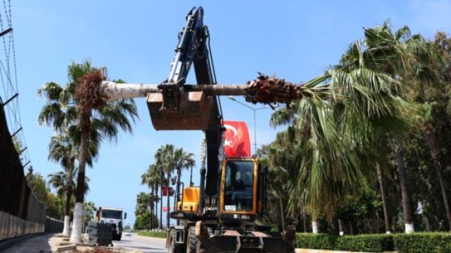MERSİN Büyükşehir BİSİKLET YOLU Üzerindeki PALMİYE Ağaçlarını Söküp, 34. ve 36. Caddeye Dikti