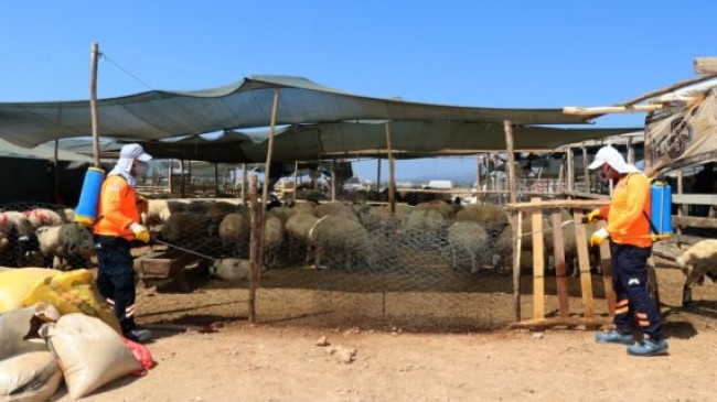 MERSİN Büyükşehir Belediyesi Hayvan Satış Pazarları ve Kesimhanelerini Özenle İlaçlıyor