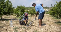 MERSİN Büyükşehir 4 BİN 40 Adet AVOKADO Fidanını Üreticilere Ulaştırdı