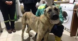 TARSUS Belediyesi Veteriner İşleri Müdürlüğü Eziyet Edilen Köpeğe Sahip Çıktı