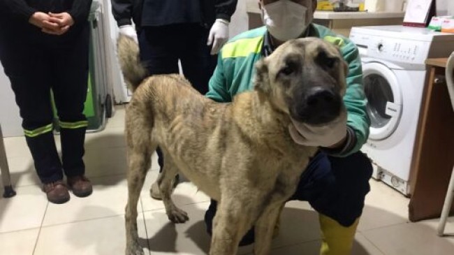 TARSUS Belediyesi Veteriner İşleri Müdürlüğü Eziyet Edilen Köpeğe Sahip Çıktı