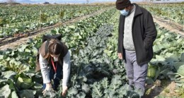 TARSUS Belediyesinin ÇİFTÇİLERE ÜCRETSİZ Dağıttığı FİDELER Meyve Vermeye Başladı