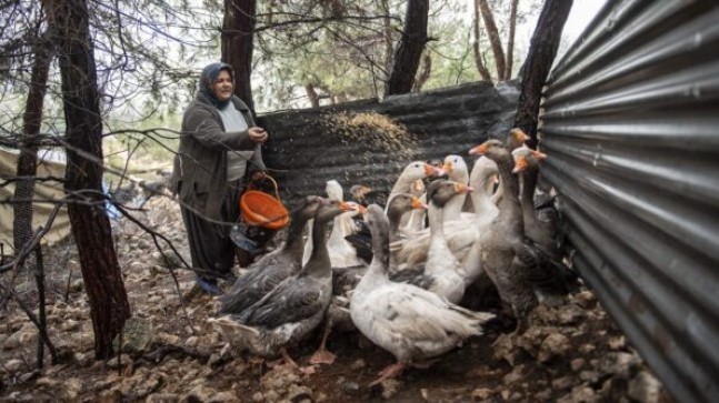 MERSİN Büyükşehir’in “KAZANÇ PROJESİ” YUMURTALARINI Vermeye Başladı