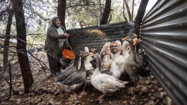 MERSİN Büyükşehir’in “KAZANÇ PROJESİ” YUMURTALARINI Vermeye Başladı