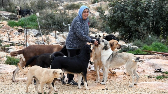 MERSİN Büyükşehir Belediyesi GÖNÜLLÜ HAYVAN SEVERLERLE El Ele Çalışıyor