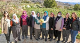 MERSİN Büyükşehir, Yüzyıllardır Toroslarda Açan Nergislerin Yumrularını Köylüye Dağıtıyor
