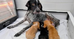 MERSİN Büyükşehir, Yağmurda Kalan ANNE Köpek ve 3 YAVRUSUNU Korumaya Aldı