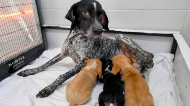 MERSİN Büyükşehir, Yağmurda Kalan ANNE Köpek ve 3 YAVRUSUNU Korumaya Aldı