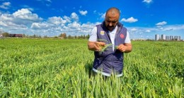 TARSUS Belediyesi KUNDURU Buğdayında Verim Alıyor