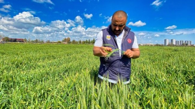 TARSUS Belediyesi KUNDURU Buğdayında Verim Alıyor