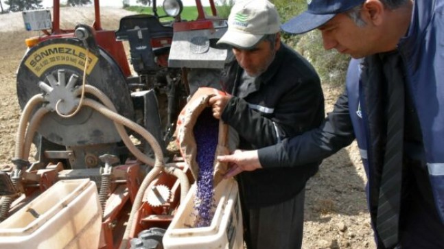 TARSUS Belediyesi Tarım çalışmalarıyla YERLi ve MİLLİ Yağlık AYÇİÇEK Tohumu Ekildi