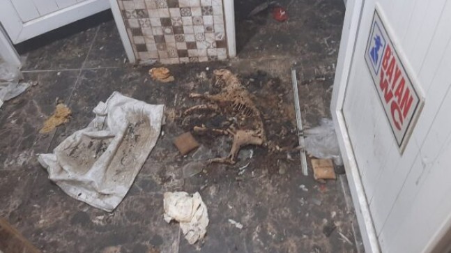 Beyhan BALABAN Yazdı: KAPALI CAMİ TUVALETİNDEKİ ÖLÜ HAYVANLAR, “Hani Medeniyet! Hani Temizlik! Hani İman! Hani İnsanlık!”