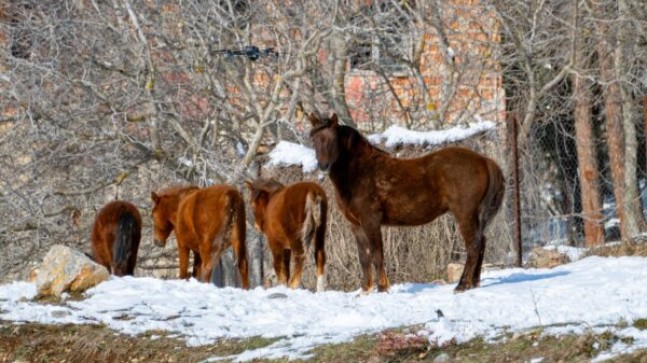 TARSUS KARBOĞAZI’NDA YAŞAYAN YILKI ATLARI